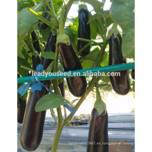 ME19 Xinguan nuevamente 55 días púrpura-negro f1 semillas híbridas de berenjena precio